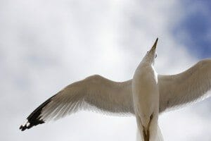 view from underneath a seagull flying overhead