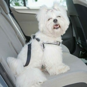 7 tips for road trips with your dog